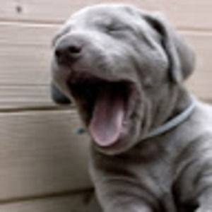 Meet your Posher, Ellie